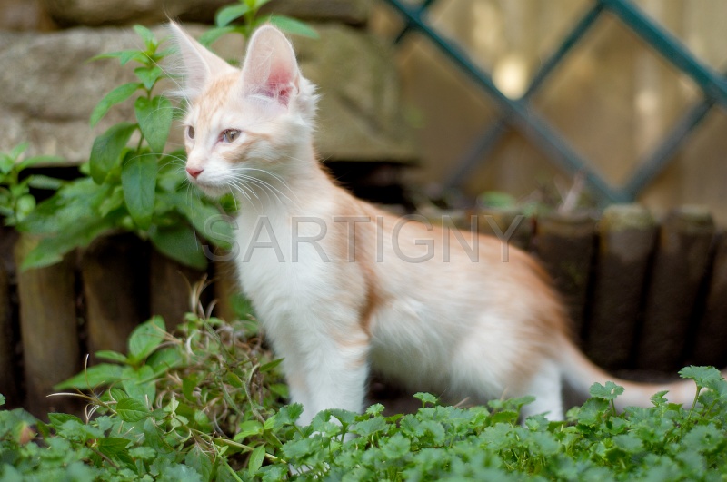 ANGORRA TURC C011.jpg